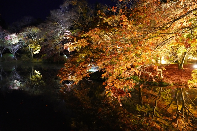 京都_紅葉_2020_植物園　No14