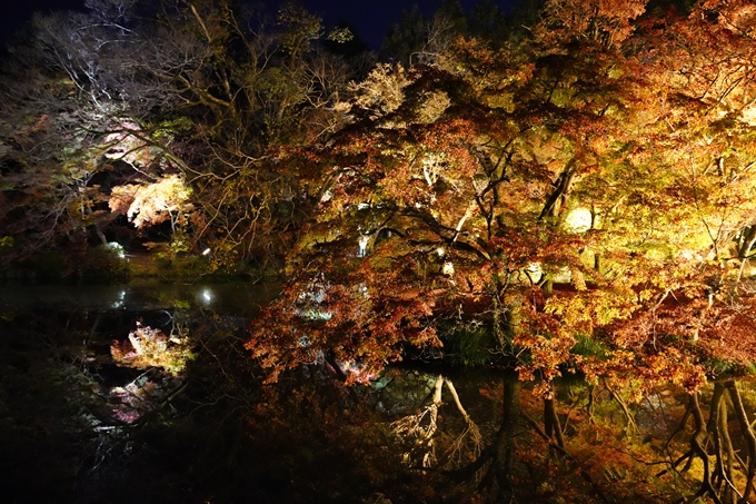 京都_紅葉_2020_植物園　No16