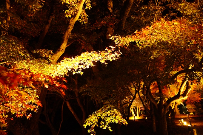 京都_紅葉_2020_植物園　No18