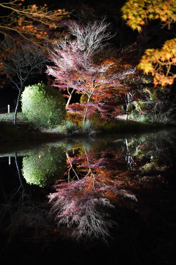 京都_紅葉_2020_植物園　No19