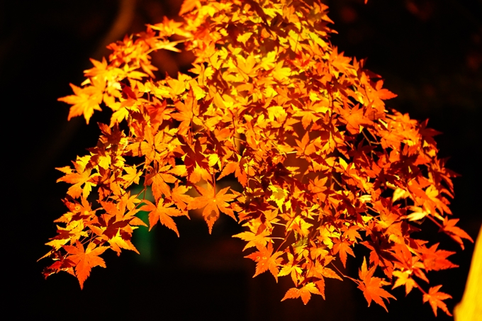 京都_紅葉_2020_植物園　No20