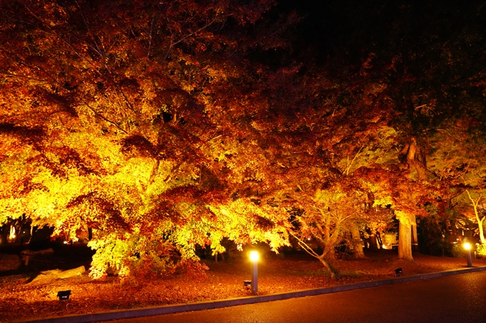 京都_紅葉_2020_植物園　No21