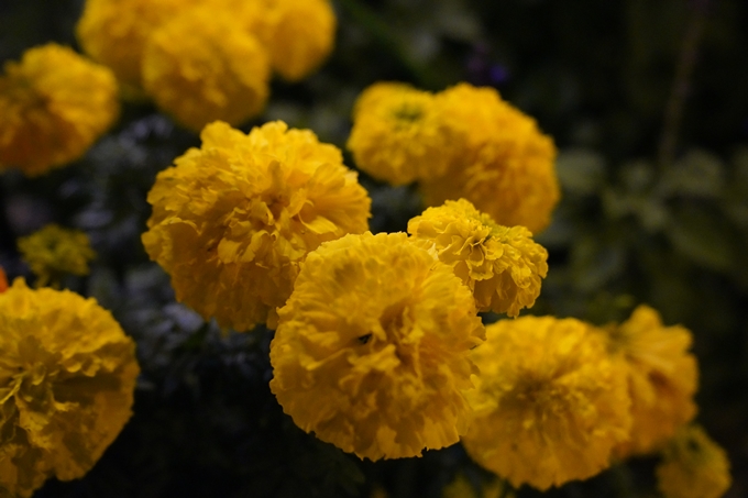 京都_紅葉_2020_植物園　No25