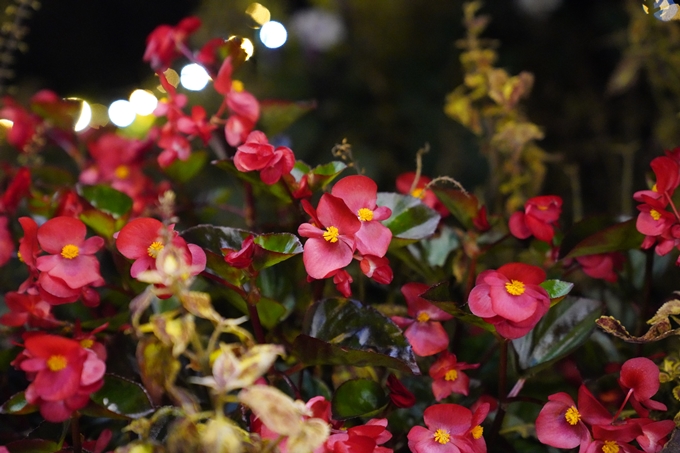 京都_紅葉_2020_植物園　No26