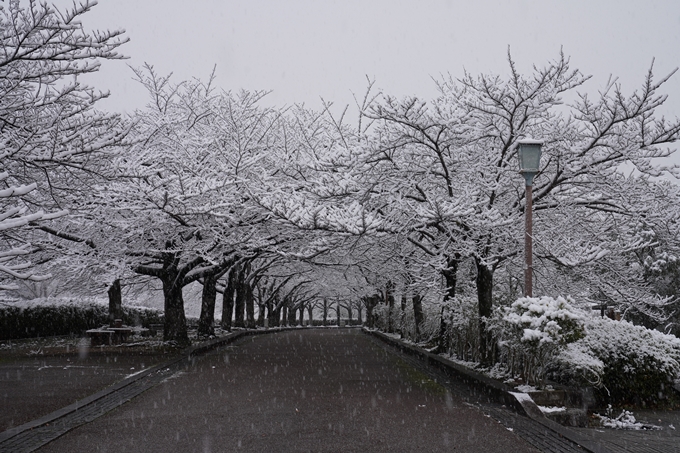 亀岡市内_雪景色_2020　No5