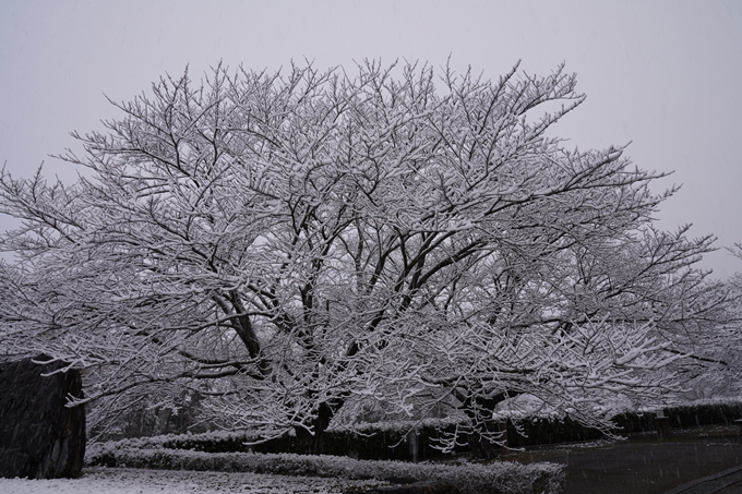 亀岡市内_雪景色_2020　No6