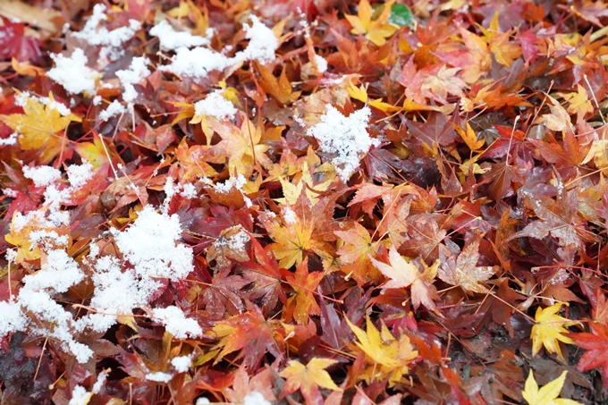 亀岡市内_雪景色_2020　No24