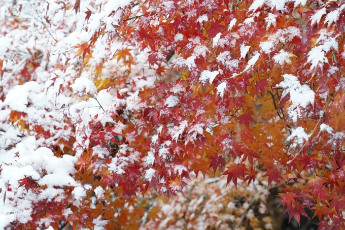 亀岡市内_雪景色_2020　No25