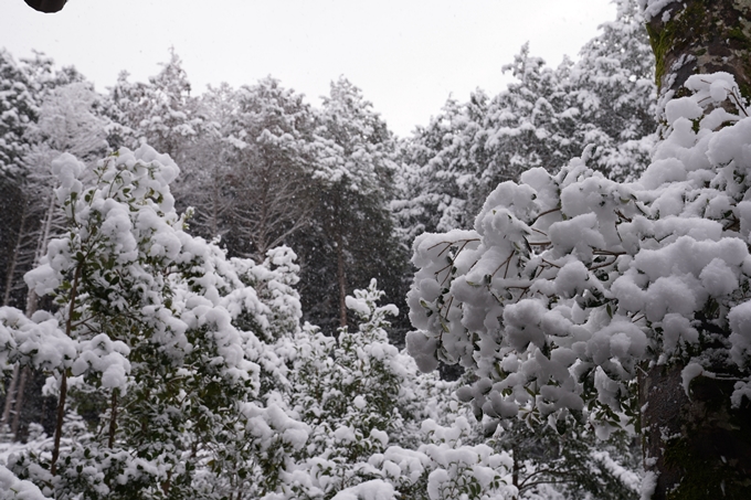 亀岡市内_雪景色_2020　No26