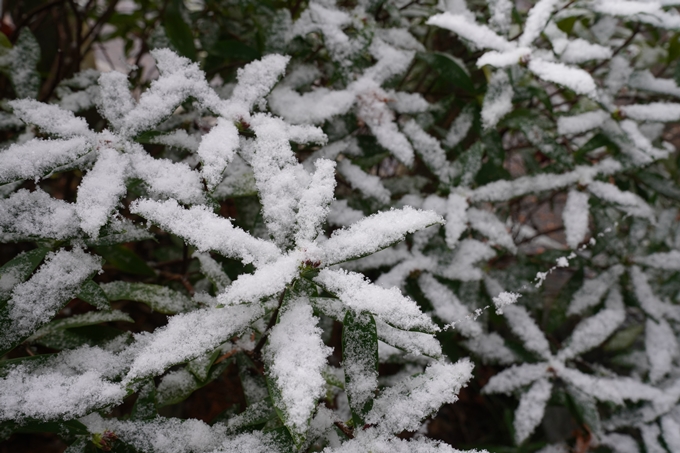 亀岡市内_雪景色_2020　No31