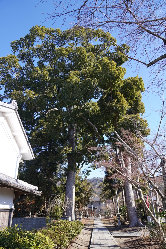 麒麟がくる_篠村八幡宮　No5