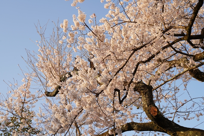 桜_2021_15　大豊神社　No4