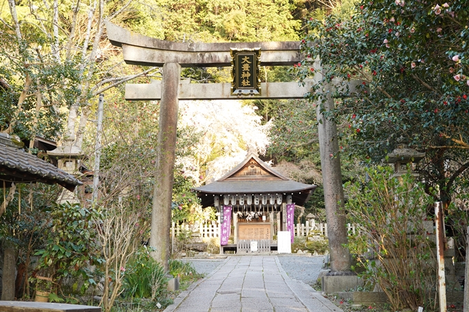 桜_2021_15　大豊神社　No5