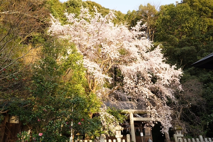 桜_2021_15　大豊神社　No6