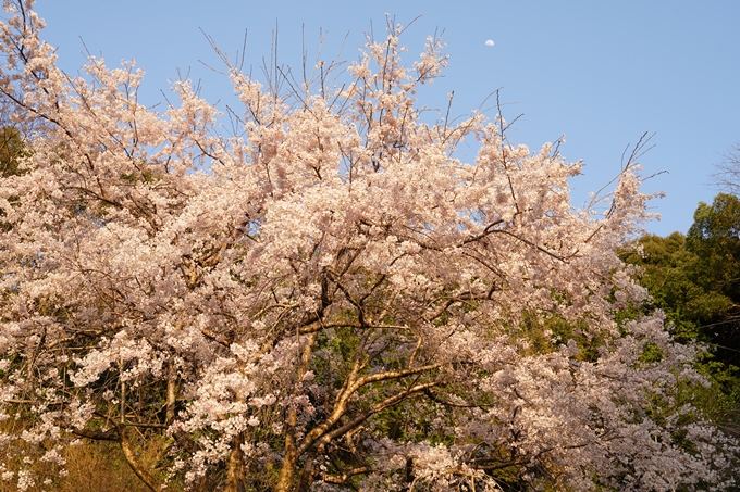 桜_2021_15　大豊神社　No7