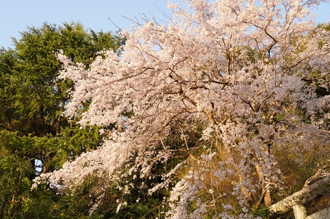 桜_2021_15　大豊神社　No8