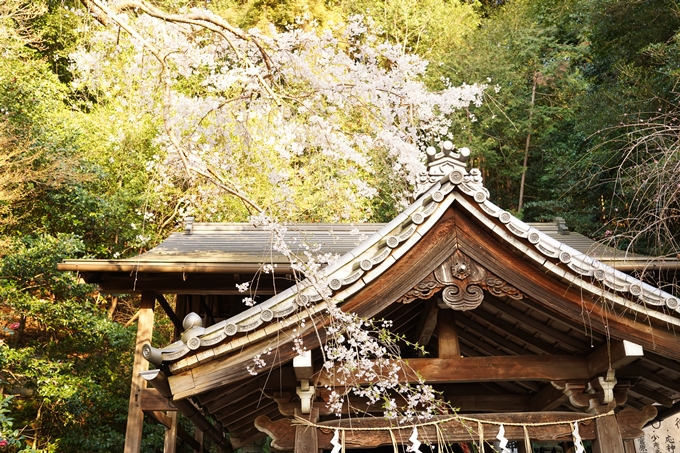 桜_2021_15　大豊神社　No9