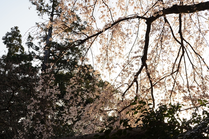 桜_2021_15　大豊神社　No10