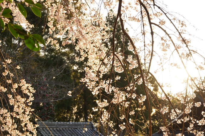 桜_2021_15　大豊神社　No12