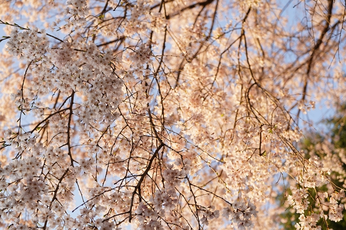 桜_2021_15　大豊神社　No13