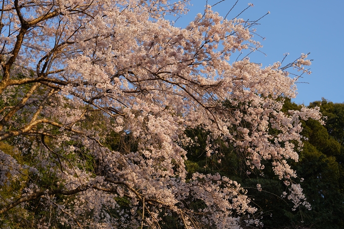 桜_2021_15　大豊神社　No14