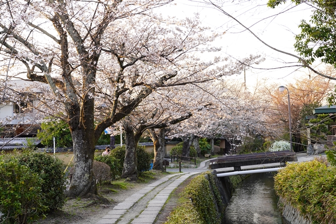 桜_2021_15　大豊神社　No16