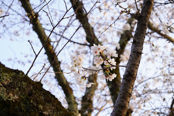 桜_2021_15　大豊神社　No17