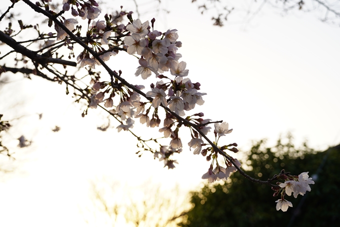 桜_2021_15　大豊神社　No18