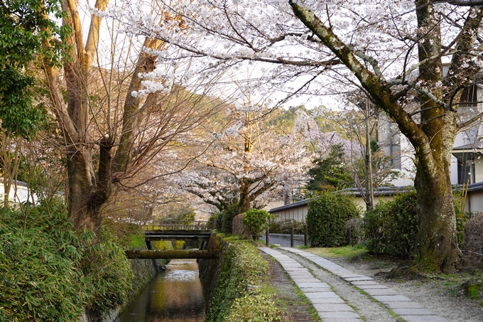 桜_2021_15　大豊神社　No19