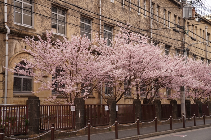 桜_2021_02 成徳中学校跡　No5