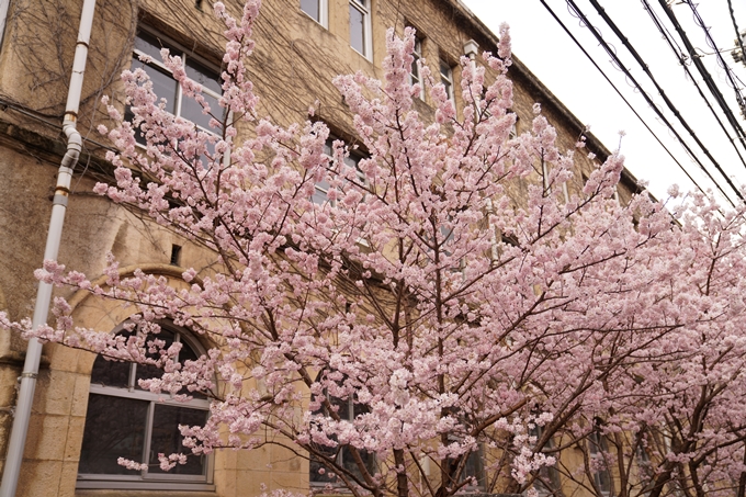 桜_2021_02 成徳中学校跡　No6