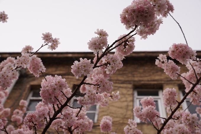 桜_2021_02 成徳中学校跡　No8