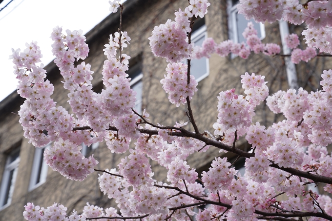 桜_2021_02 成徳中学校跡　No14