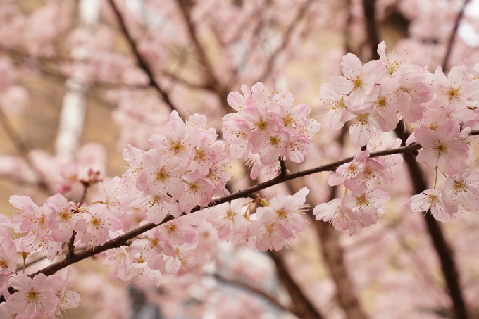 桜_2021_02 成徳中学校跡　No15