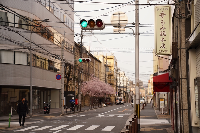 桜_2021_02 成徳中学校跡　No16