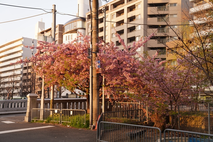 桜_2021_03 一条戻橋　No2