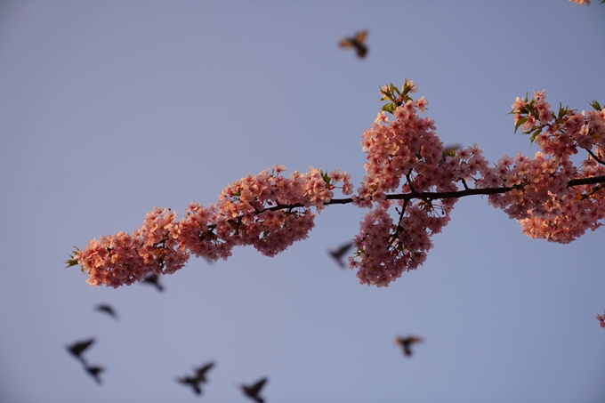 桜_2021_03 一条戻橋　No4