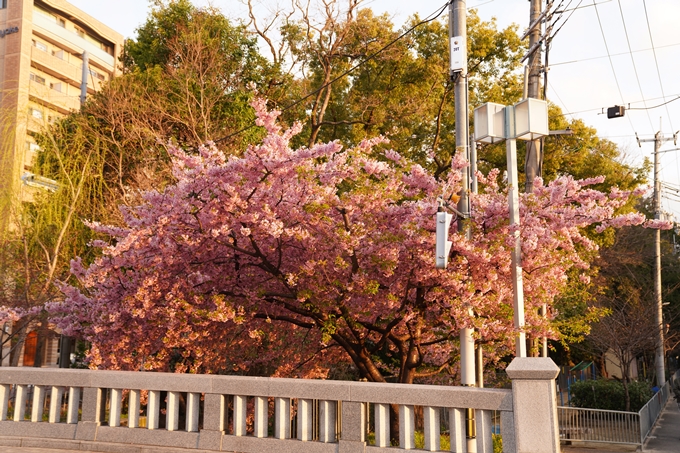 桜_2021_03 一条戻橋　No5