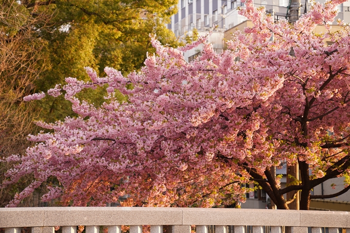 桜_2021_03 一条戻橋　No6