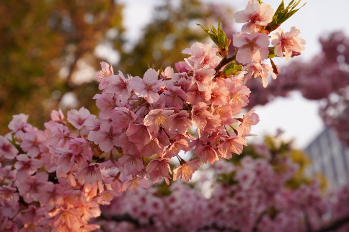 桜_2021_03 一条戻橋　No7