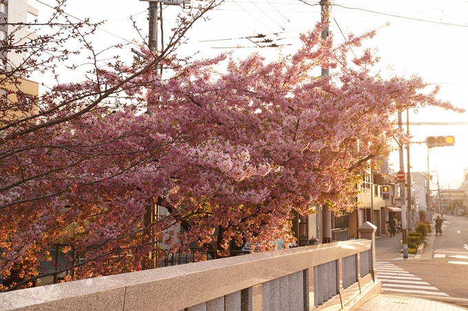 桜_2021_03 一条戻橋　No10