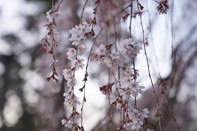 桜_2021_04 近衛邸跡の糸桜　No3