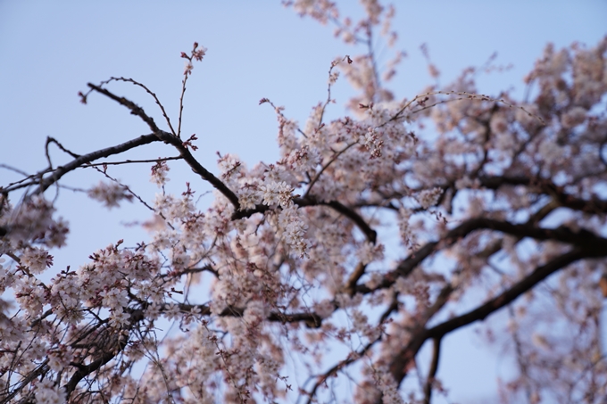 桜_2021_04 近衛邸跡の糸桜　No4