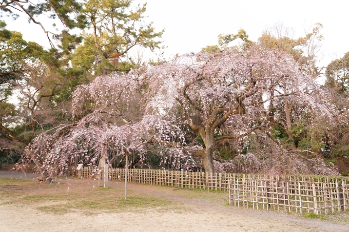 桜_2021_04 近衛邸跡の糸桜　No2