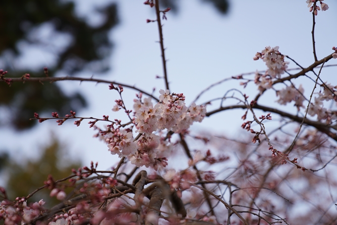 桜_2021_04 近衛邸跡の糸桜　No5