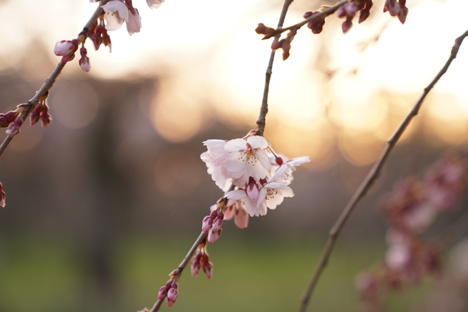 桜_2021_04 近衛邸跡の糸桜　No6