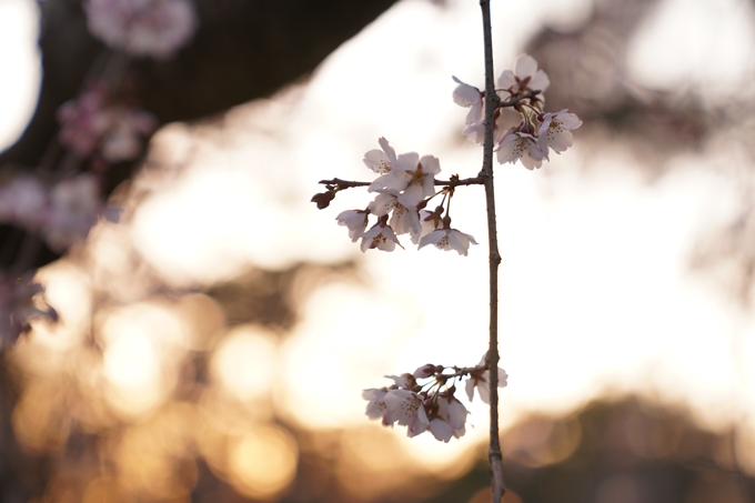 桜_2021_04 近衛邸跡の糸桜　No7