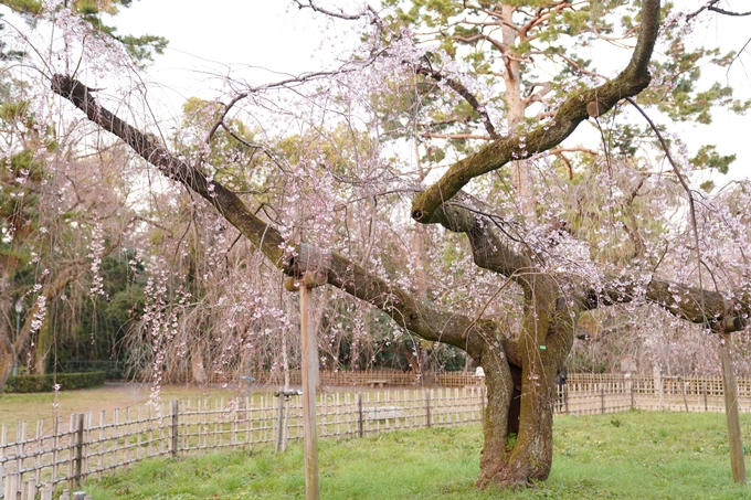 桜_2021_04 近衛邸跡の糸桜　No8