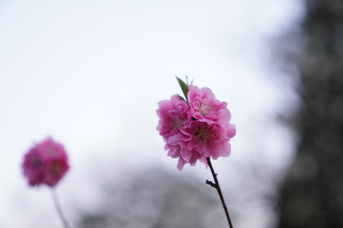 桜_2021_04 近衛邸跡の糸桜　No11