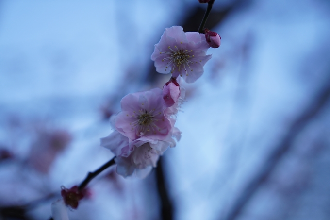 桜_2021_04 近衛邸跡の糸桜　No12